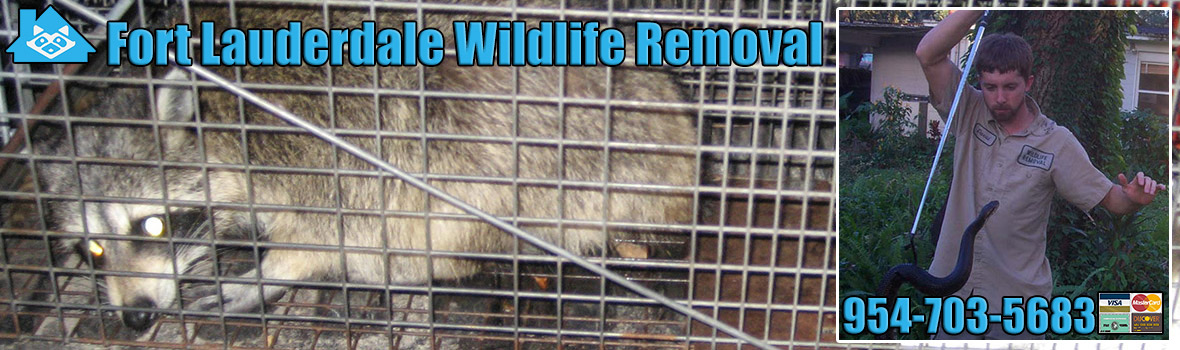 Fort Lauderdale Wildlife and Animal Removal